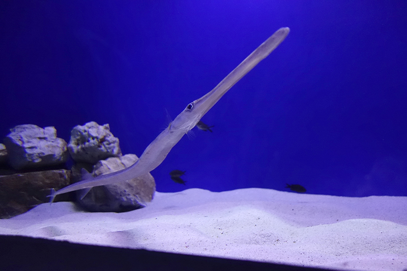 Pesce Flauto - Foto: Acquario di Cala Gonone