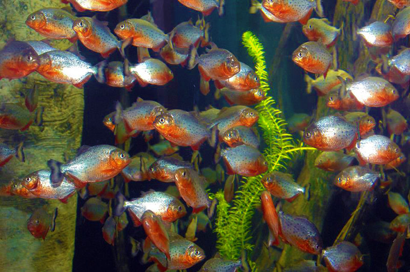 Piranha - Foto: Acquario di Cala Gonone