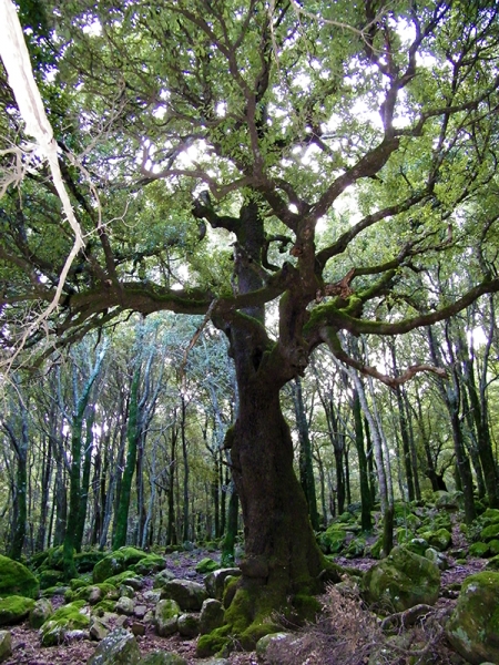 Foto: Maria Garofano