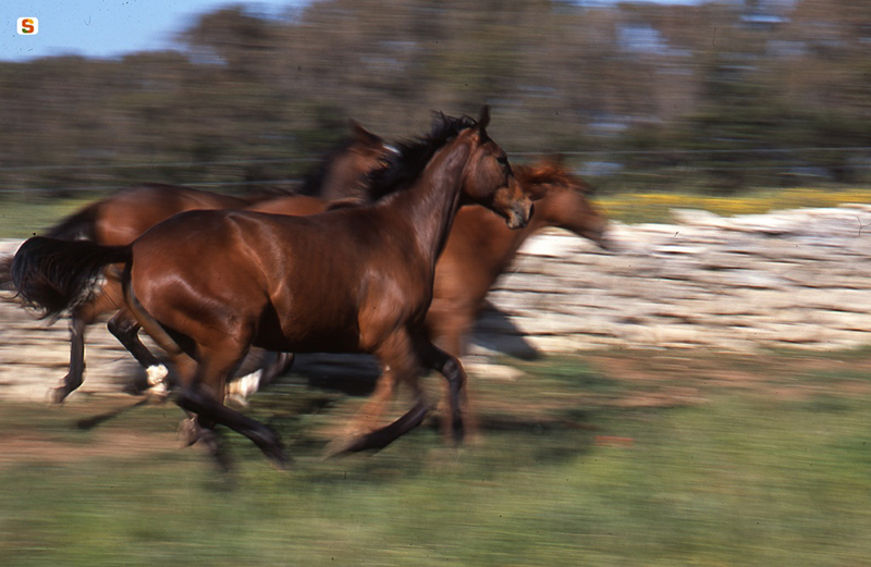 Cavalli al galoppo - Foto: sardegnadigitallibrary.it