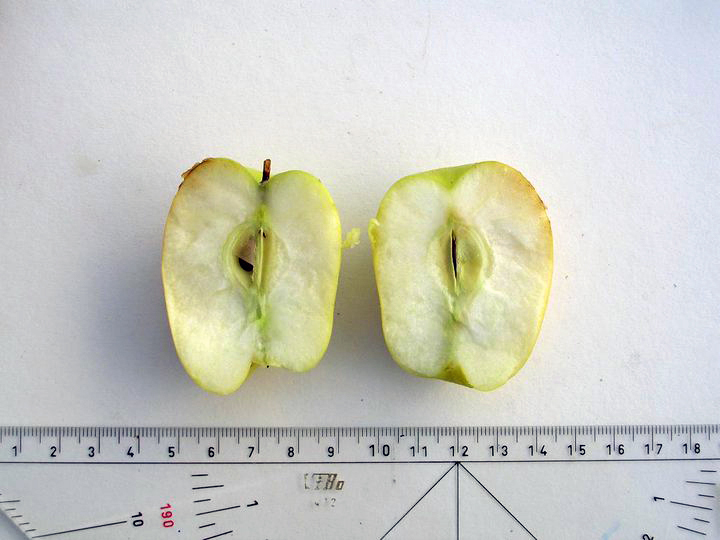 Foto: Comitato Biodiversità Dorgali