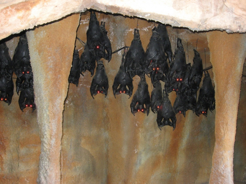 pipistrelli-bat-night.jpg