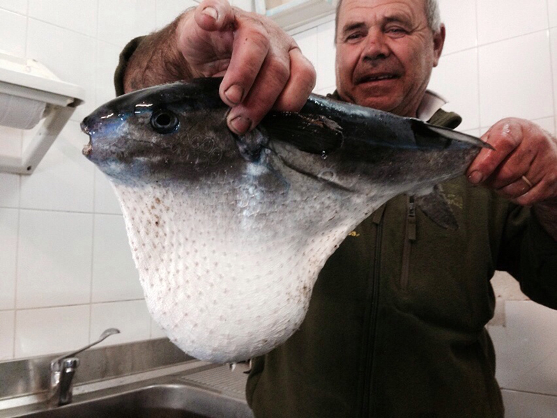 Raro esemplare di Capolepre pescato nel Golfo di Orosei - Foto: Acquario di Cala Gonone