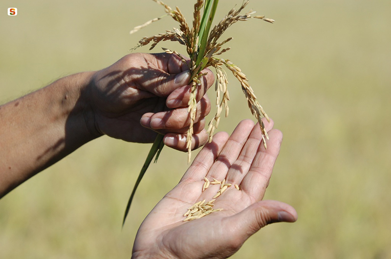 Coltivazione del riso da http://www.sardegnadigitallibrary.it