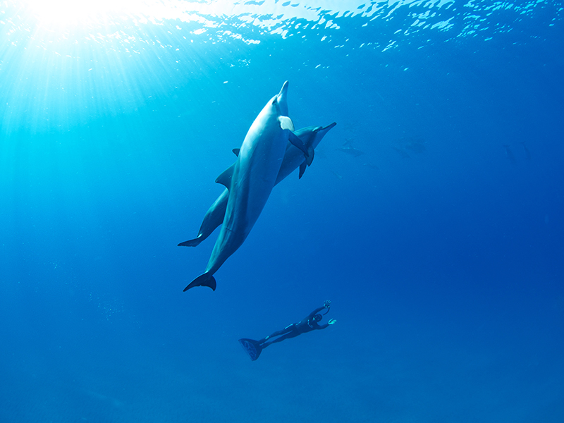 apnea-mare-delfini.jpg