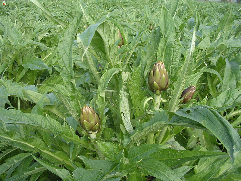 Carciofo spinoso di Sardegna Dop - Foto: Sanna Domenico da sardegnadigitallibrary.it