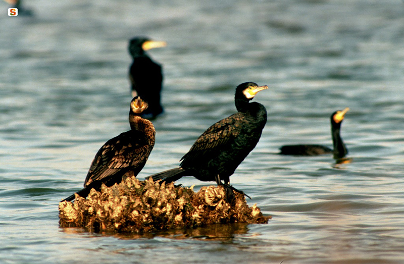 Cormorani - Foto: Sardegna Digital Library - Autore: Ruiu Domenico