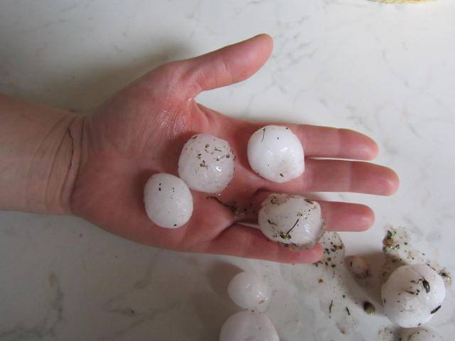 Grandine in località Ortunuli Dorgali, 8 giugno 2015 - Foto: Graziano Tendas 