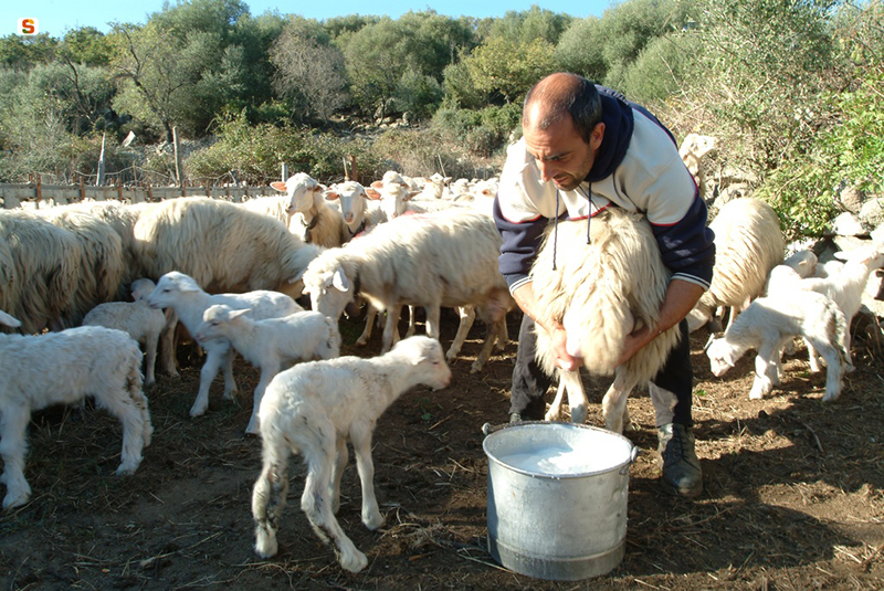 Mungitura in un ovile - Autore: Brotzu Renato - Foto: sardegnadigitallibrary.it