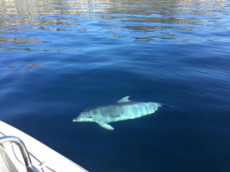 Delfino a Cala Gonone, 15 aprile 2016 - Foto tratta da facebook di proprietà di Mario Fancello