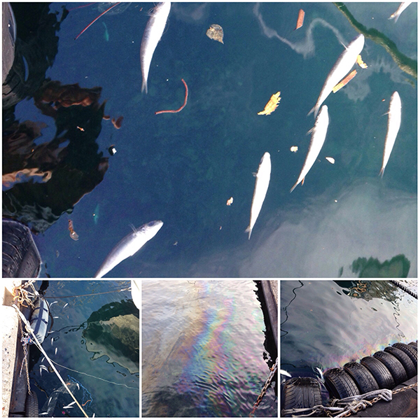 Porto di Cala Gonone, 13 gennaio 2016