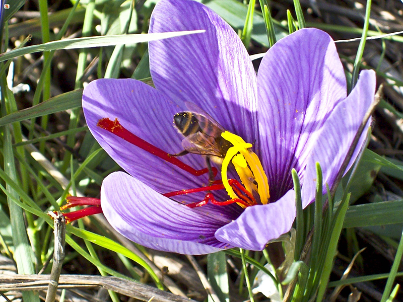 Fiore e pistilli di Zafferano - Autore: Capobianco Giulio